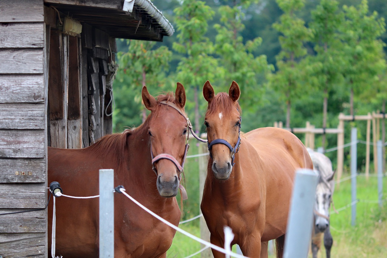 horses, horse stable, shelter-6466801.jpg